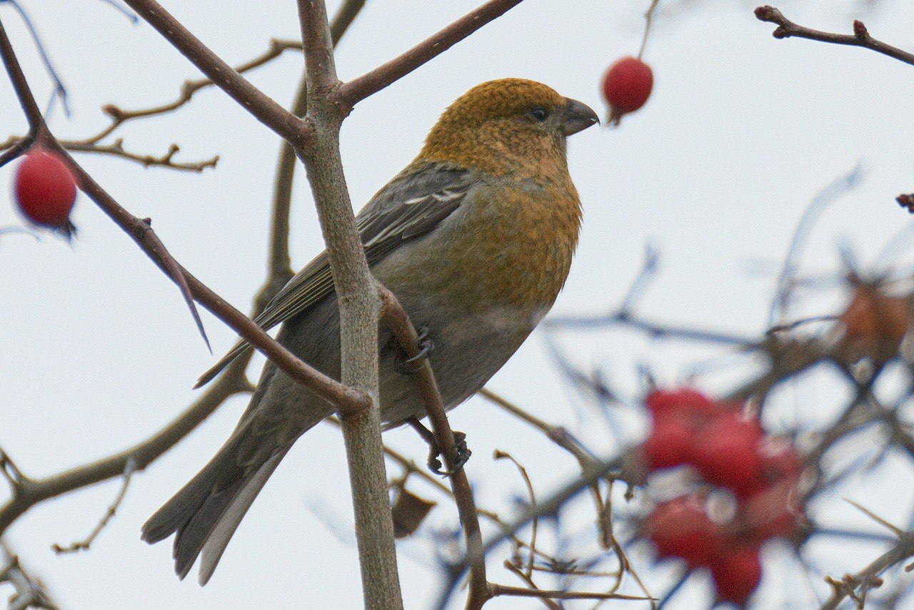 В Рдейском заповеднике впервые встретили редкого пернатого «зимнего гостя» В Рдейском заповеднике впервые встретили редкого пернатого «зимнего гостя»