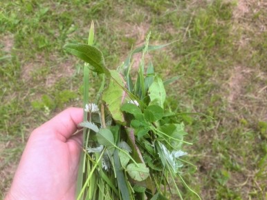 Эффективные методы борьбы с сорняками