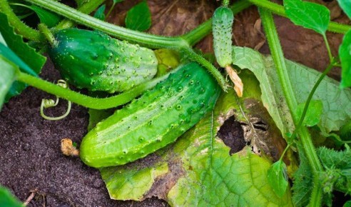 Секреты урожайности: пять популярных сортов огурцов для открытого грунта