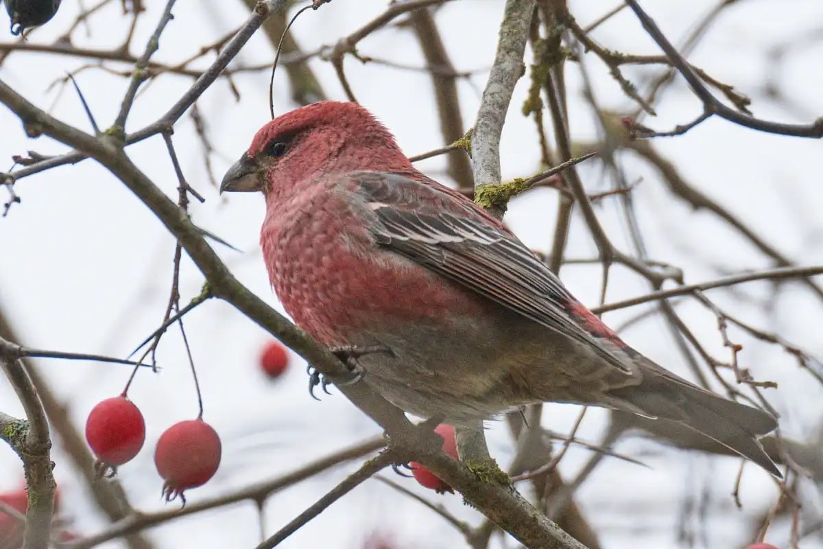 В Рдейском заповеднике впервые встретили щура, поющего как снегирь, чиж и пухляк В Рдейском заповеднике впервые встретили щура, поющего как снегирь, чиж и пухляк