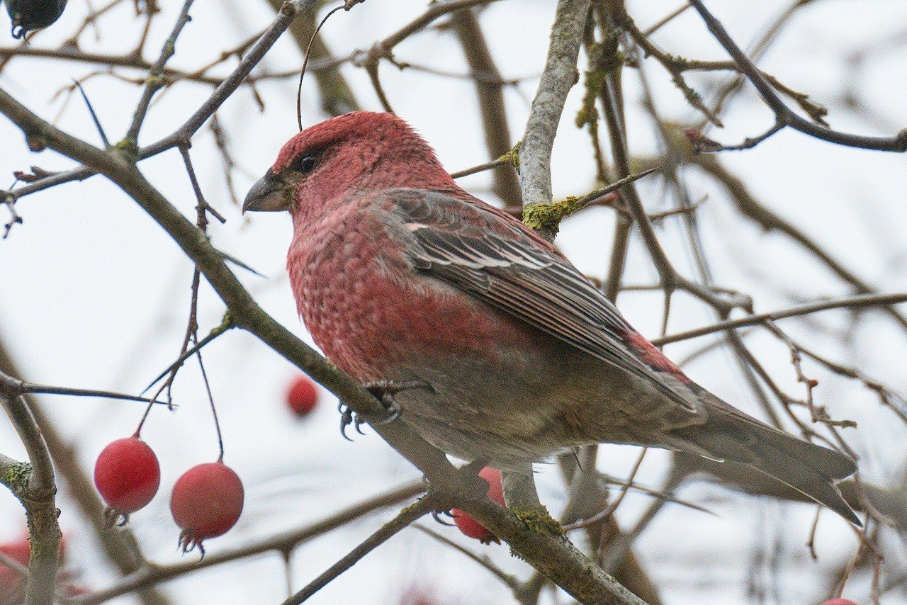 Редкая птица впервые была замечена в Рдейском заповеднике