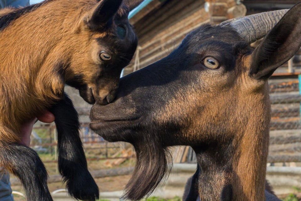 ���� �� �������� ������: ��� ����� ����� � ��������� ������