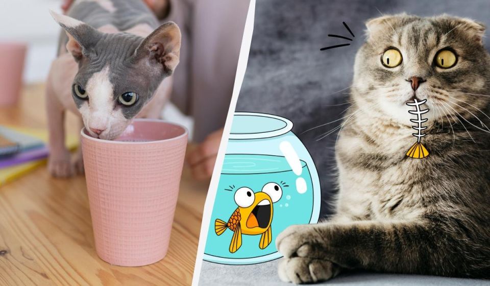 ������� �����: 10 ���������, ������� ����� �������� � ������� ������ �������