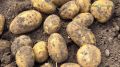 Учёные раскрыли секрет успешного роста картофеля в сложных климатических условиях