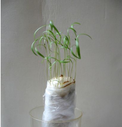 ������ ����� ����� ���������� ����� �������: ����������� ������������