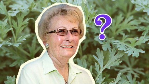 Умные дачники не спешат избавляться от полыни: вот чем она полезна в огороде