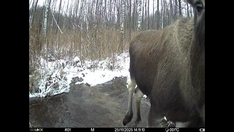 ���� ������ � �������� ����������� ��������� �����������