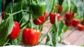 Сладкий перец на подоконнике: как вырастить уют и вкус даже зимой