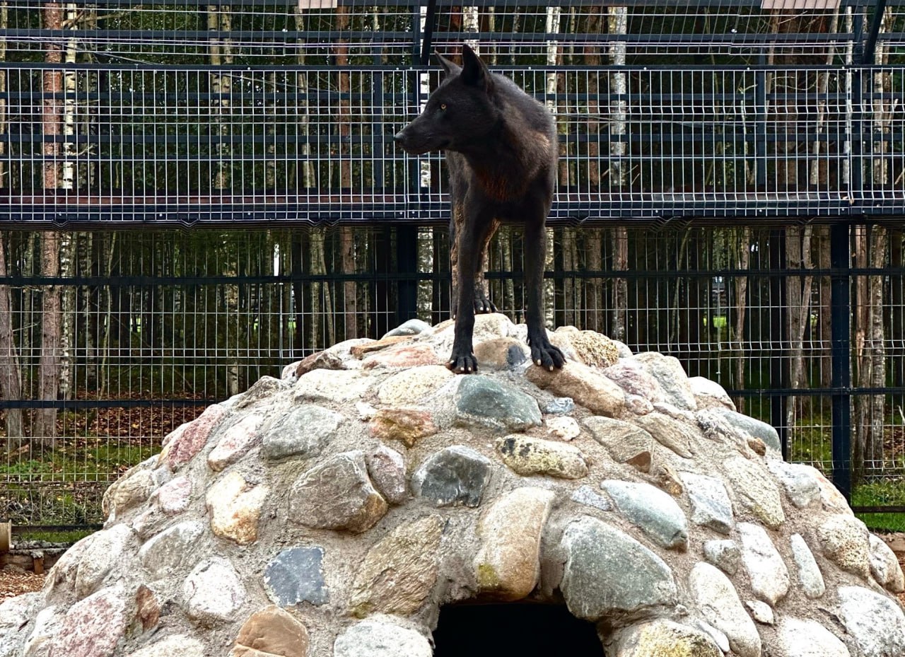 В зоопарке Новгородской области показали супер-выносливого черного зверя В зоопарке Новгородской области показали супер-выносливого черного зверя