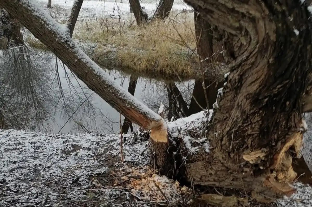 В Ильинском парке в Сольцах поселились бобры, рассказал глава Солецкого округа Максим Тимофеев на своей странице в ВКонтакте