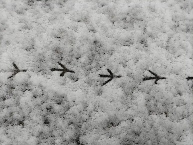 К выходным в Новгородской области обещают ночные морозы до -5 градусов