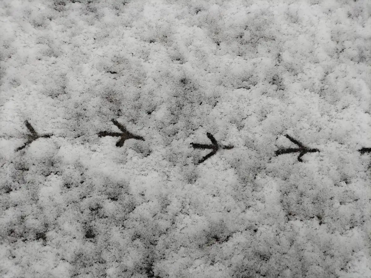 К выходным в Новгородской области обещают ночные морозы до -5 градусов