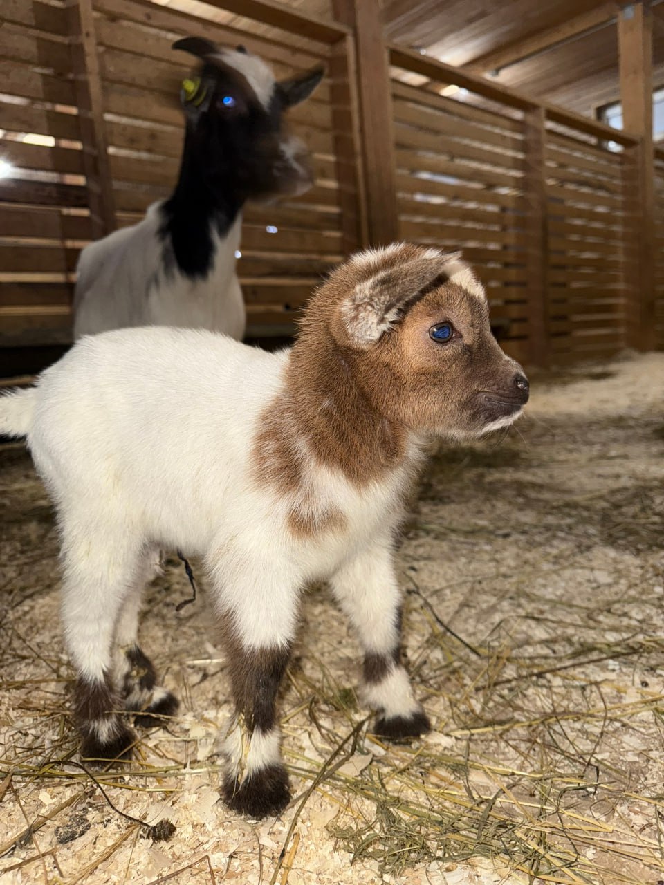 В окуловском зоопарке «Алёнушка» родилась очаровательная козочка камерунской породы В окуловском зоопарке «Алёнушка» родилась очаровательная козочка камерунской породы