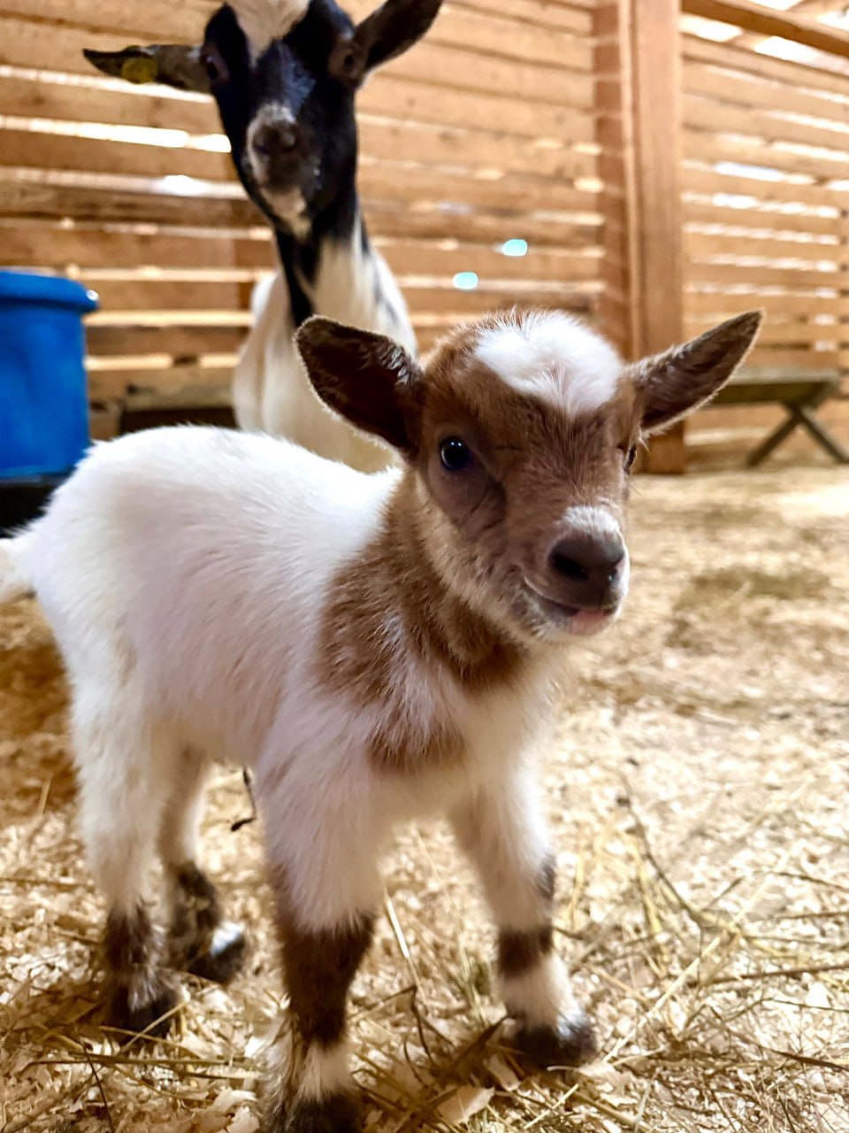 В окуловском зоопарке родилась похожая на игрушку камерунская козочка