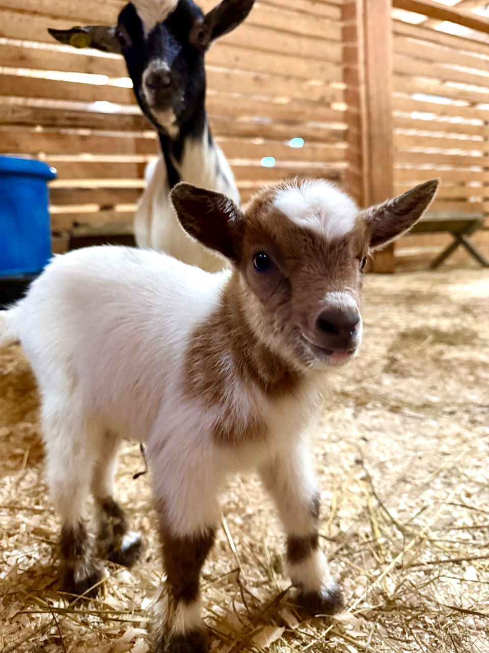 В зоопарке «Алёнушка» появилось новое пушистое пополнение В зоопарке «Алёнушка» появилось новое пушистое пополнение