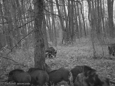 Пятнистые кабаны попали в объективы фотоловушек Рдейского заповедника