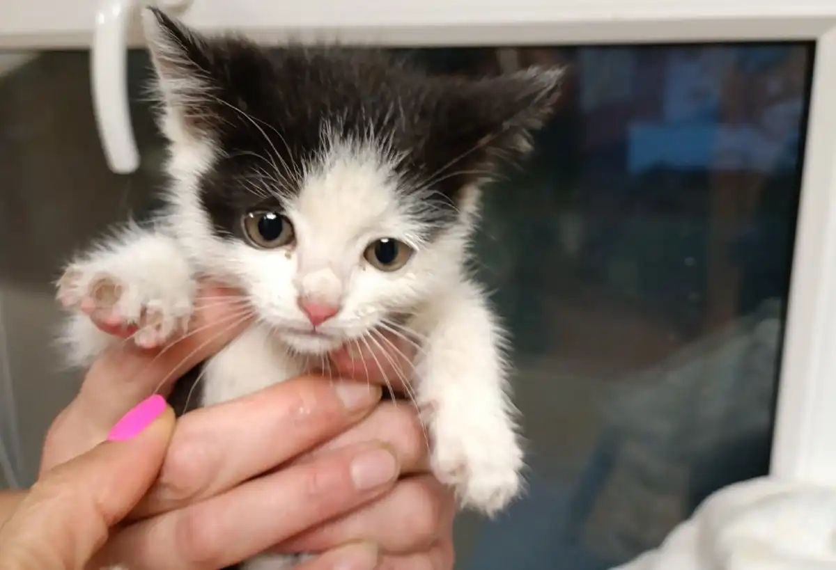 Бухгалтер новгородского «Горхоза» спасла 17 бездомных котят Бухгалтер новгородского «Горхоза» спасла 17 бездомных котят