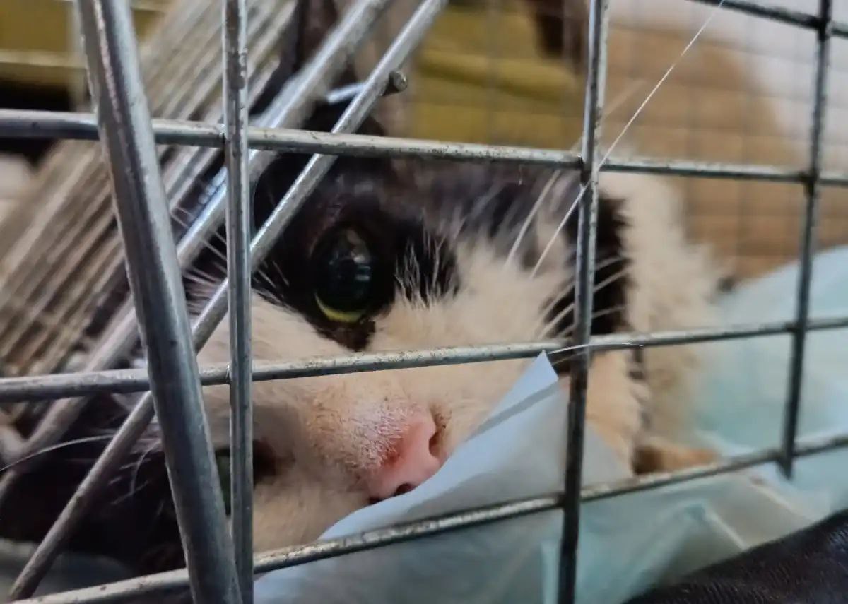 Бухгалтер новгородского «Горхоза» спасла 17 бездомных котят Бухгалтер новгородского «Горхоза» спасла 17 бездомных котят