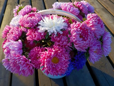 Ошибки при выращивании астр: ключ к успеху