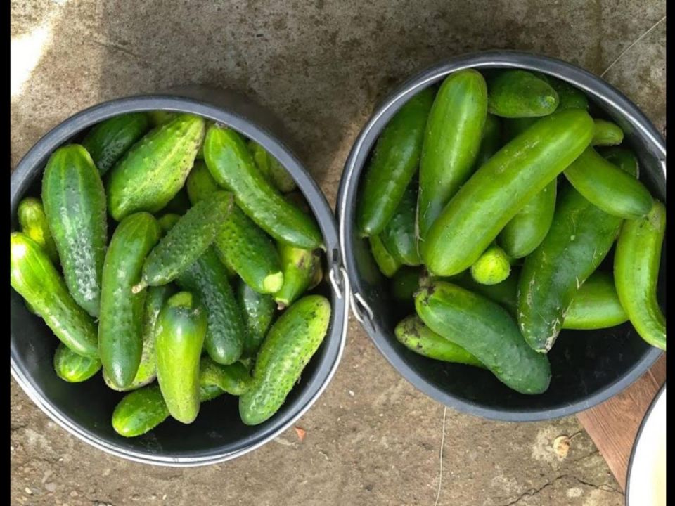 ������ ������� �� 40 ����: ����, ������� ������ ���