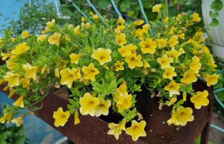 ��� ��������� ���������� �����: �������� ��� ��������� ������