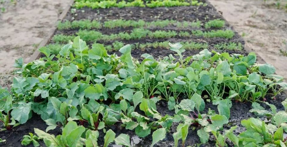 ����� ������ � ����: ��� ���������� ������� ����������� �����������