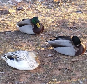 � ������� ��������� ��������� ���� ������ �������