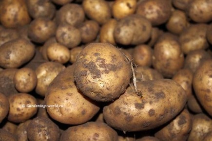 ��� �������� ���������� �� ����� �� ���������: ������� ��������� �������