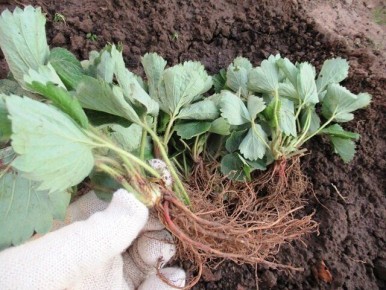 ��������� ��������: ����� ��������� � ����������