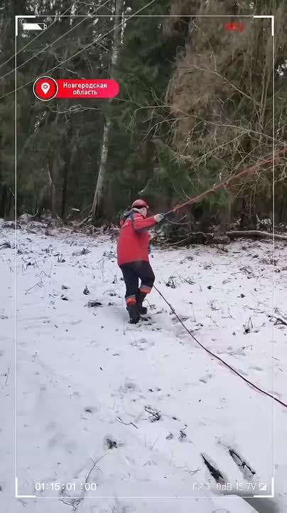 «Россети Северо-Запад» восстановили 540 километров ЛЭП в Новгородской области