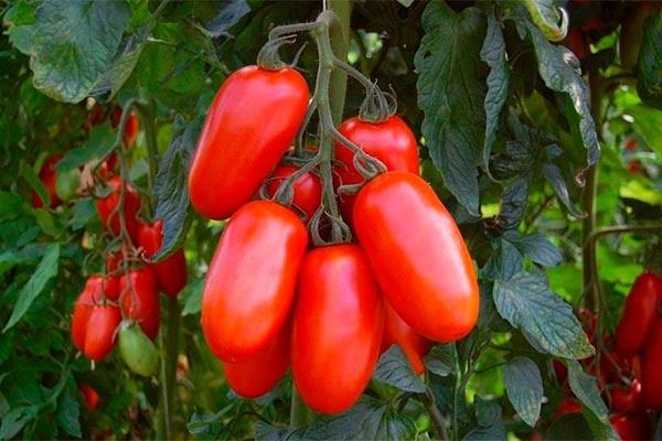 ������ ��� �������: ����������� �������� � ���������� ������