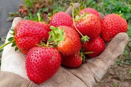 Клубника Вивара: Идеальный выбор для садоводов