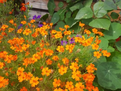 Бархатцы тонколистные: невидимые герои цветников с характером