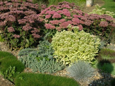 Эффектные очитки: как выбрать лучшие сорта для сада