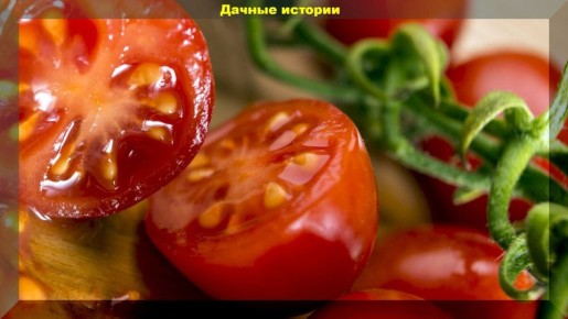 Секреты сбора семян томатов: выбираем лучший урожай