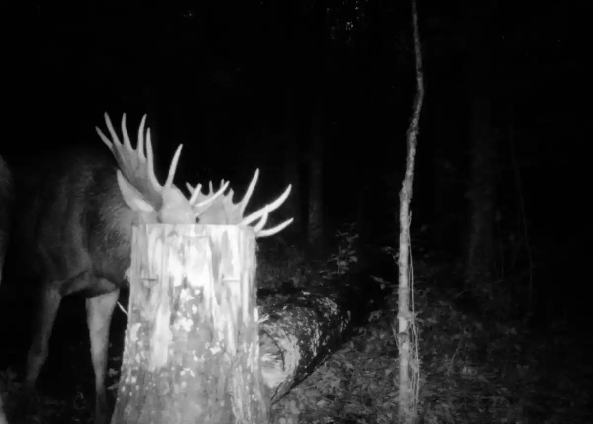 Два лося устроили новогодний корпоратив в Валдайском национальном парке Два лося устроили новогодний корпоратив в Валдайском национальном парке