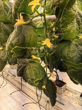 � ��������� ��������� ���������� ������ ���������� �������� ���� ������� ���������, �������� ������������ ��������� ��������� ������������ �������