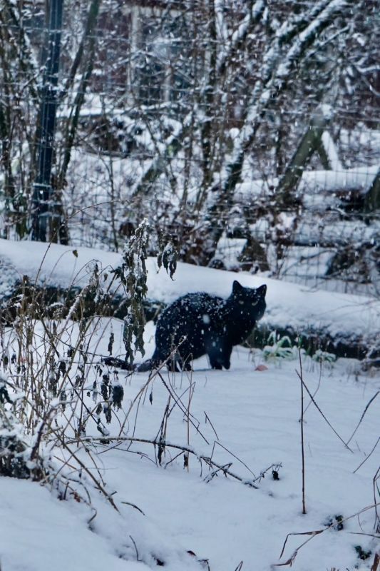 ����� ����������� �������. ����: ��� ��������� ��� ����: novgorod-tv.ru