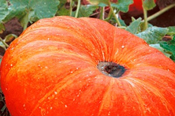 ����� ���������: ������� ��������� �����������