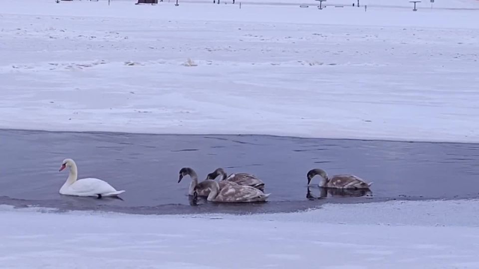 ������ ������������ � ������ �������� ���������