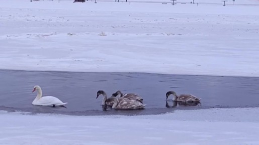 ������ ������������ � ������ �������� ���������