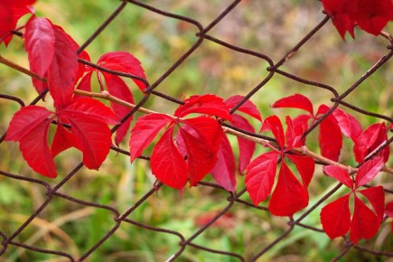 Как преобразить забор из сетки: креативные идеи для вашего участка