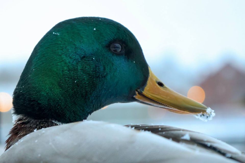 ������ ����, ������������ �������!