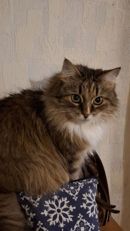 ������ ������� ������� ������ ����� ��� ����� ����� ����� ����� 4 ��, ��������