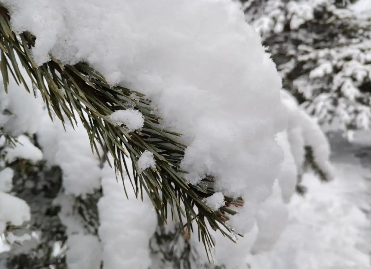Южный циклон накроет снегом Новгородскую область