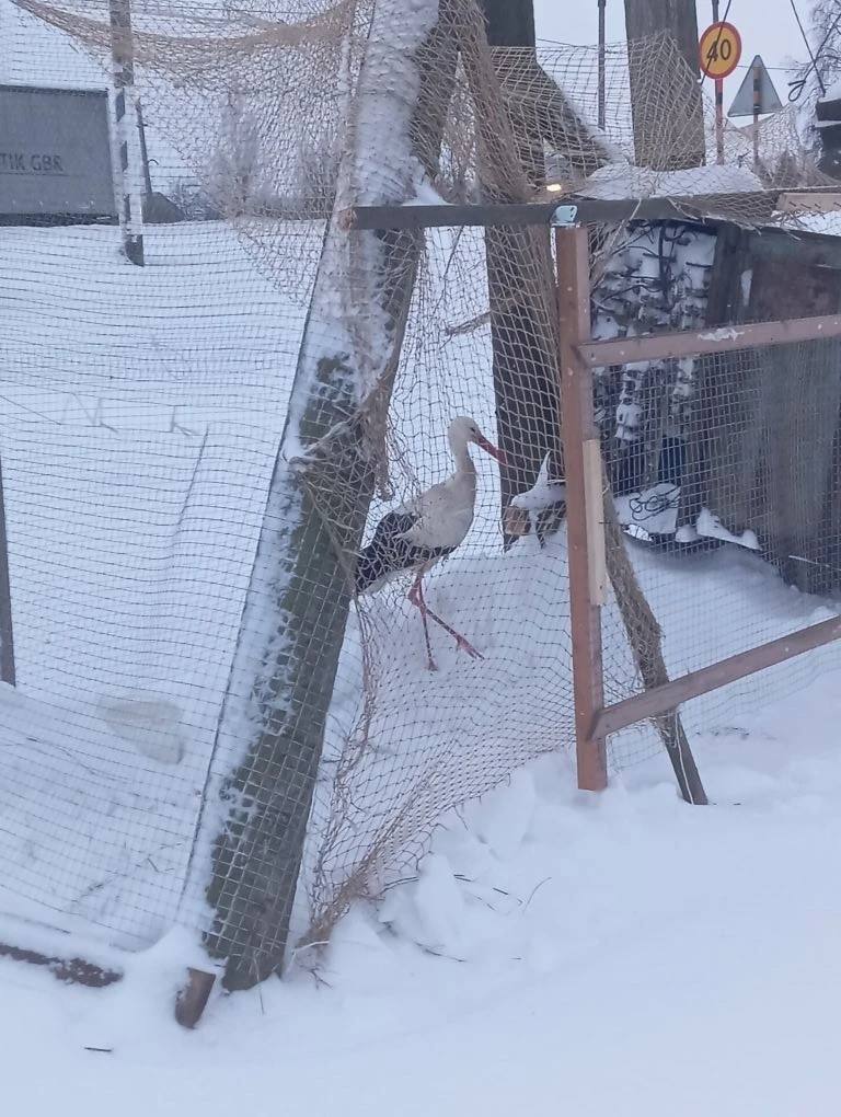 Дмитрий Графов приютил трубичинского аиста Дмитрий Графов приютил трубичинского аиста