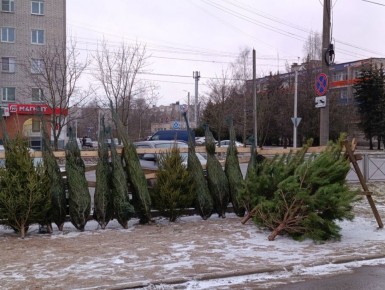 Куда в Великом Новгороде можно сдать живую ёлку после праздников?