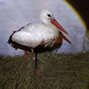 Дмитрий Графов приютил трубичинского аиста