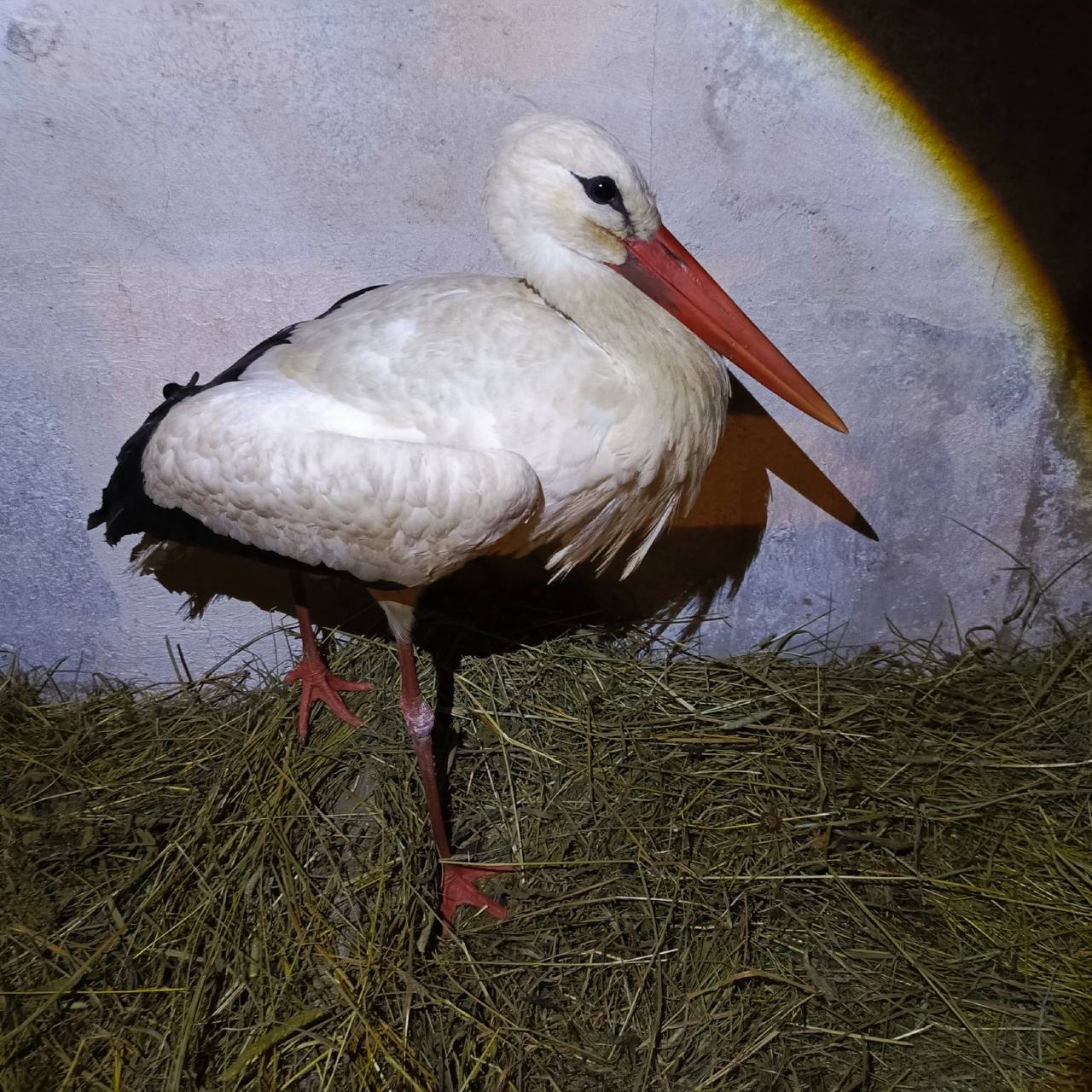 Дмитрий Графов приютил трубичинского аиста