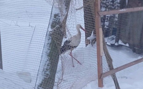 В Трубичине с помощью хитрости поймали аиста